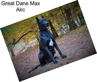 Great Dane Max Akc