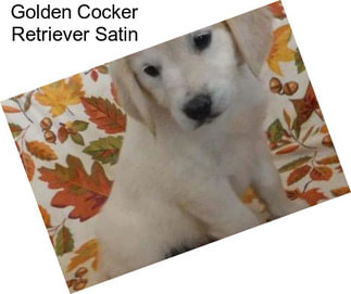 Golden Cocker Retriever Satin