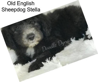 Old English Sheepdog Stella