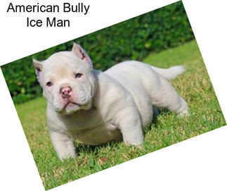 American Bully Ice Man