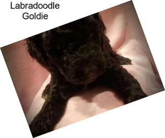 Labradoodle Goldie