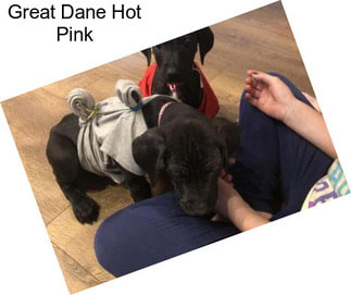 Great Dane Hot Pink
