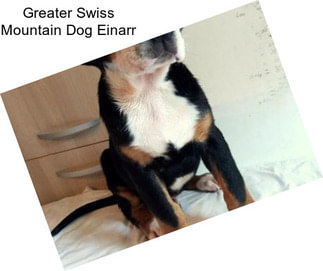 Greater Swiss Mountain Dog Einarr