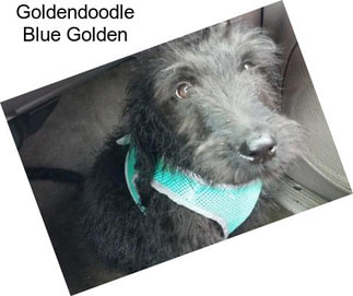Goldendoodle Blue Golden