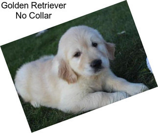 Golden Retriever No Collar