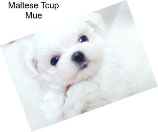 Maltese Tcup Mue