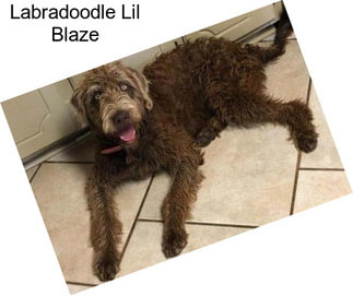 Labradoodle Lil Blaze