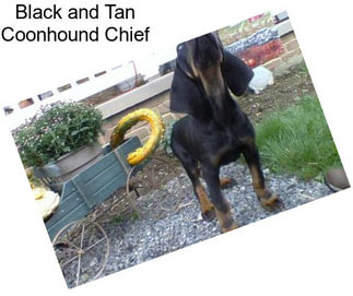 Black and Tan Coonhound Chief