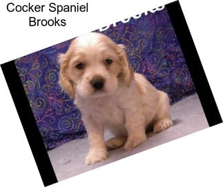 Cocker Spaniel Brooks