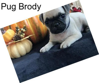 Pug Brody
