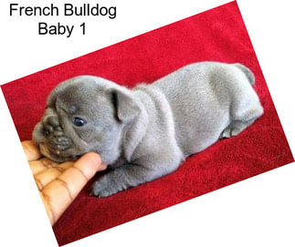French Bulldog Baby 1
