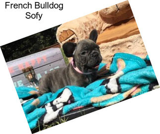 French Bulldog Sofy