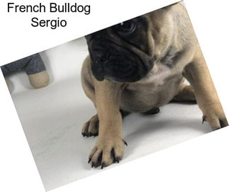 French Bulldog Sergio