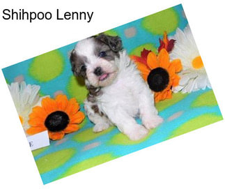 Shihpoo Lenny