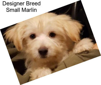 Designer Breed Small Marlin