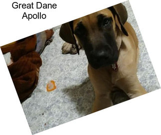 Great Dane Apollo
