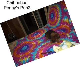 Chihuahua Penny\'s Pup2