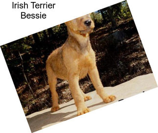 Irish Terrier Bessie