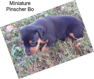 Miniature Pinscher Bo