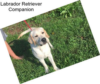 Labrador Retriever Companion