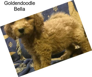 Goldendoodle Bella