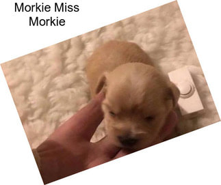 Morkie Miss Morkie