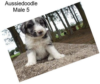 Aussiedoodle Male 5