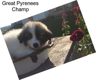 Great Pyrenees Champ
