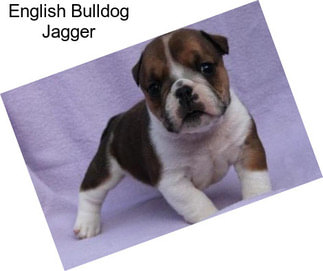 English Bulldog Jagger