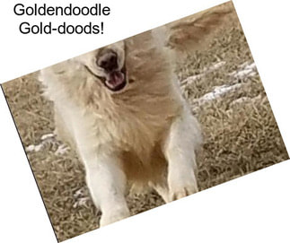 Goldendoodle Gold-doods!