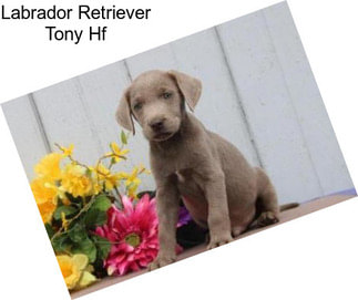 Labrador Retriever Tony Hf