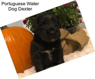 Portuguese Water Dog Dexter