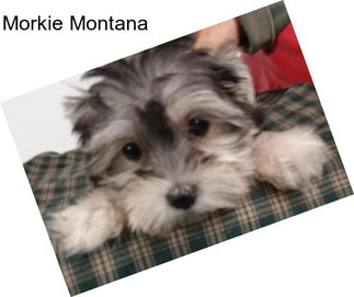 Morkie Montana