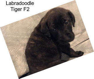 Labradoodle Tiger F2