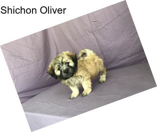 Shichon Oliver