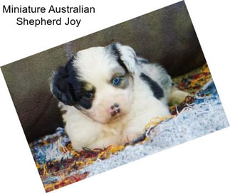 Miniature Australian Shepherd Joy