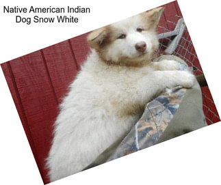 Native American Indian Dog Snow White