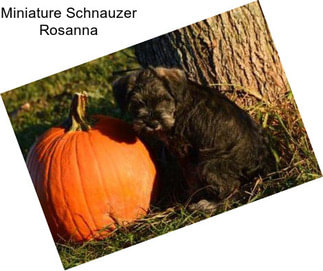 Miniature Schnauzer Rosanna