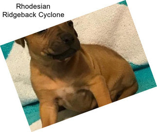 Rhodesian Ridgeback Cyclone