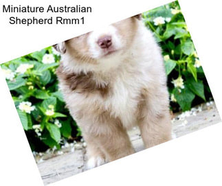 Miniature Australian Shepherd Rmm1