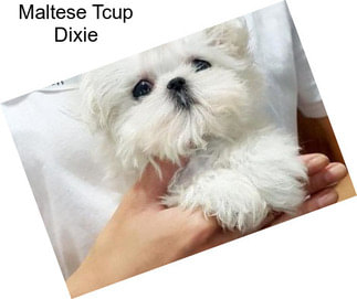 Maltese Tcup Dixie