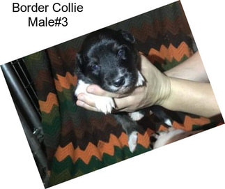 Border Collie Male#3