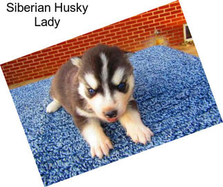 Siberian Husky Lady