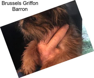 Brussels Griffon Barron