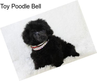 Toy Poodle Bell