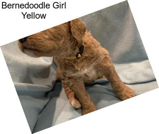 Bernedoodle Girl Yellow