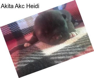 Akita Akc Heidi