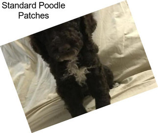 Standard Poodle Patches