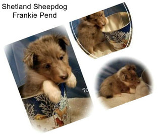 Shetland Sheepdog Frankie Pend