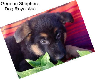 German Shepherd Dog Royal Akc